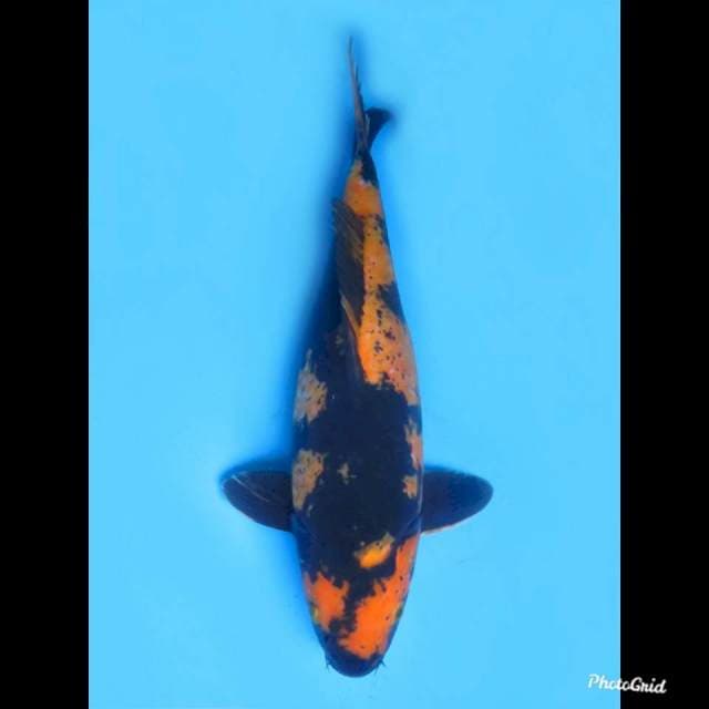 Petir Hi Utsuri Jumbo , 37cm