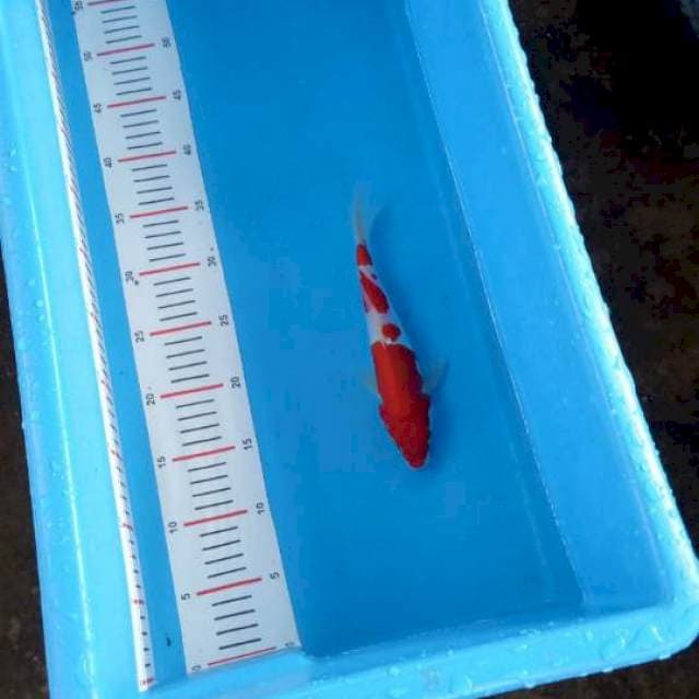 Doitsu kohaku merah merona
