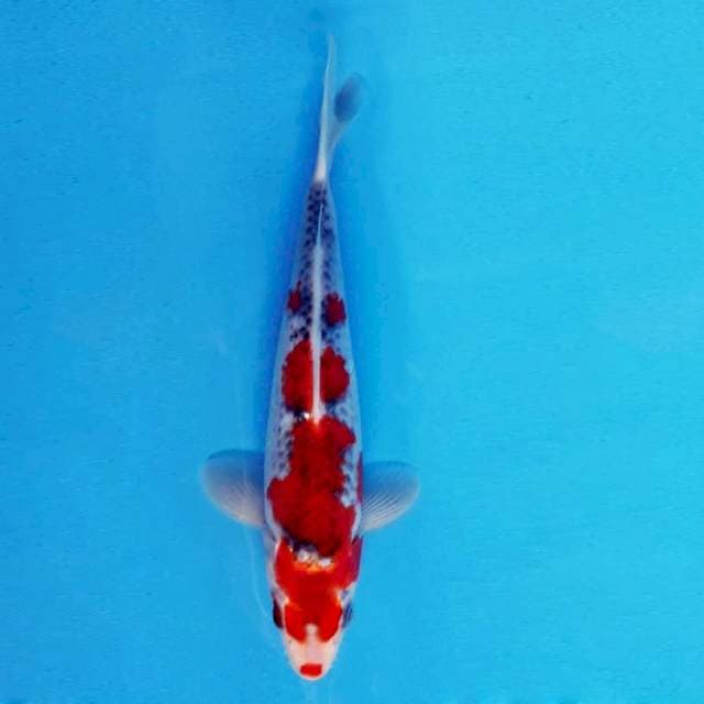 ATAKA 3 - Goshiki ®