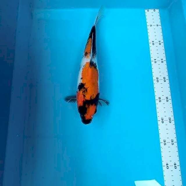 Showa 30cm