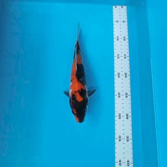 Showa 25cm