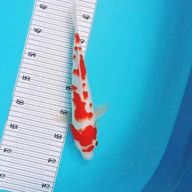 Trotol Kohaku Original