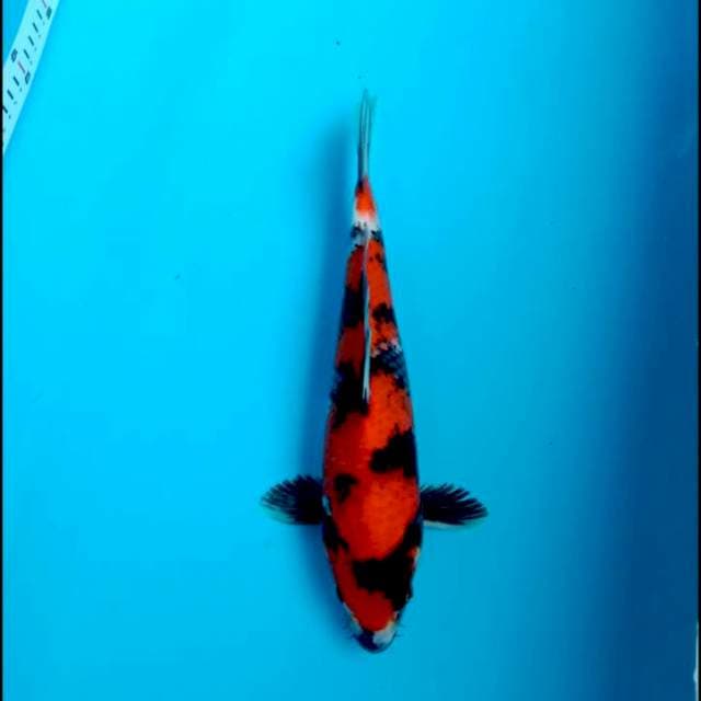 Showa sq 30cm male
