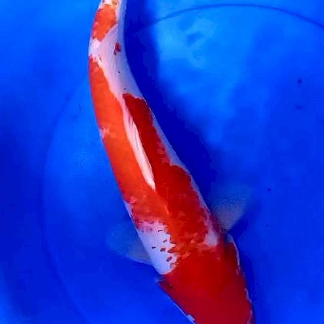 Kohaku jumbo 45 bu