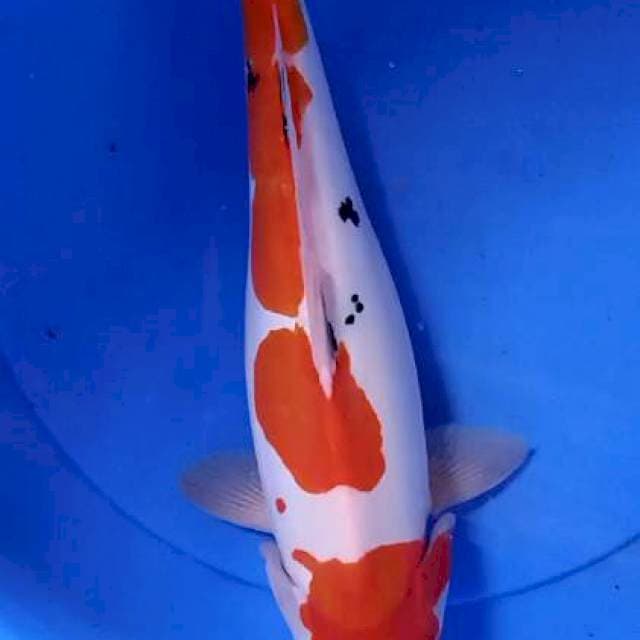 Doitsu sanke 40 cm