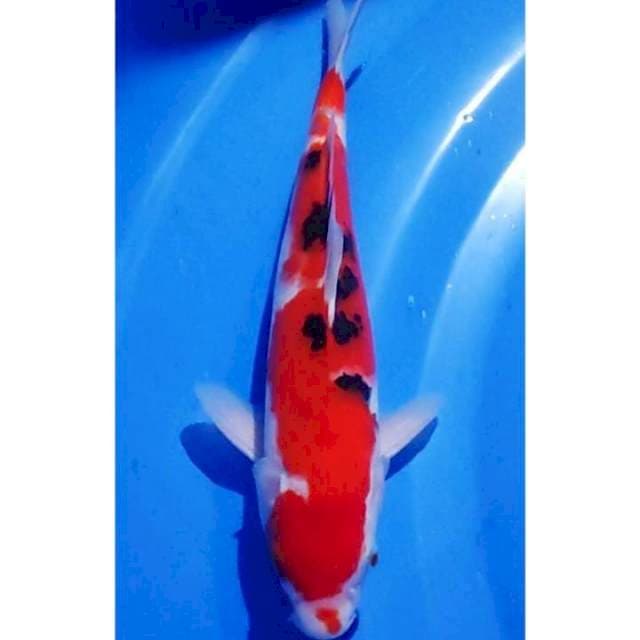 HQ Inazuma Sanke 27cm Original