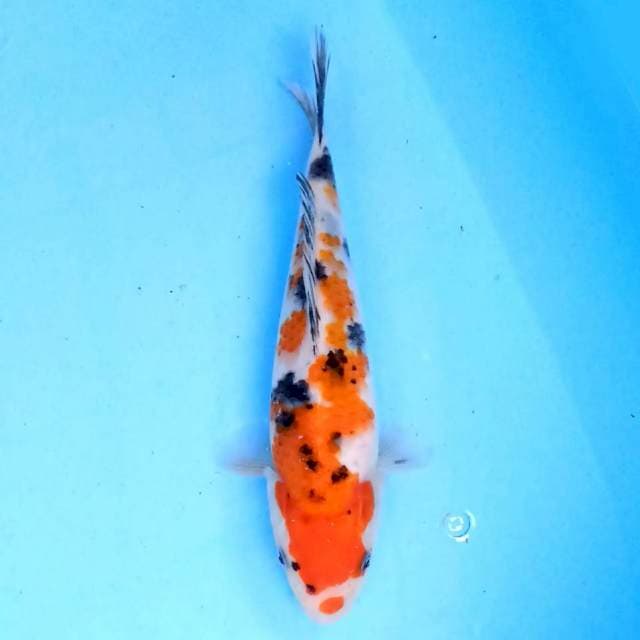Kindai Showa 20 cm