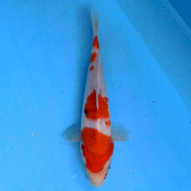 Sanke 23 cm