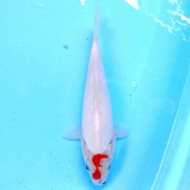 Tancho 22 cm