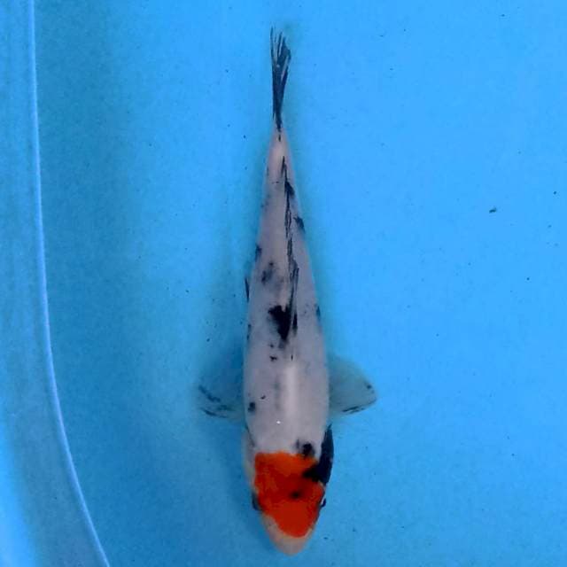 Tancho Showa 16 cm