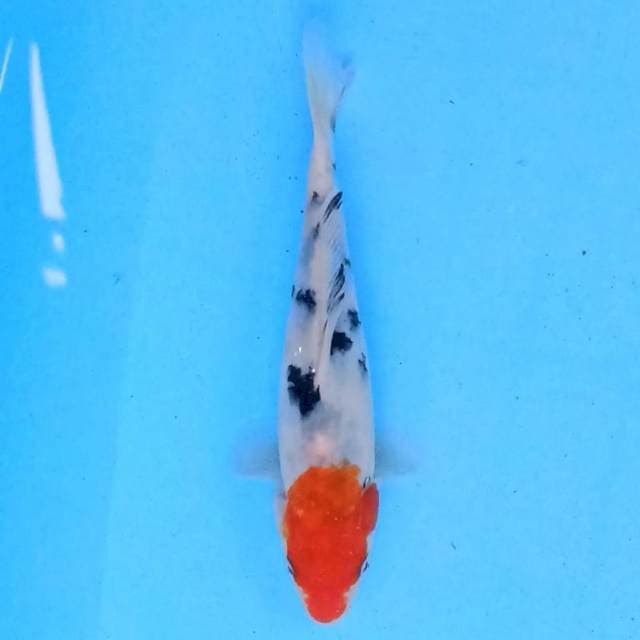Tancho Showa 17 cm