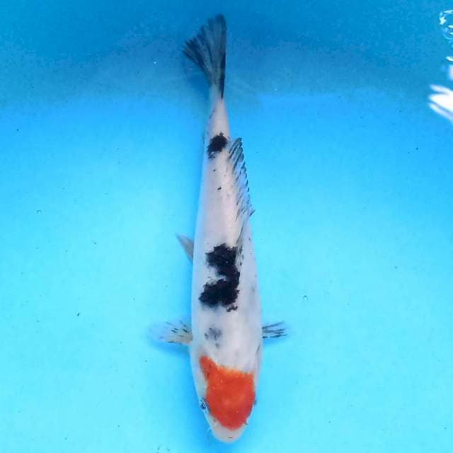 Tancho Showa 17 cm