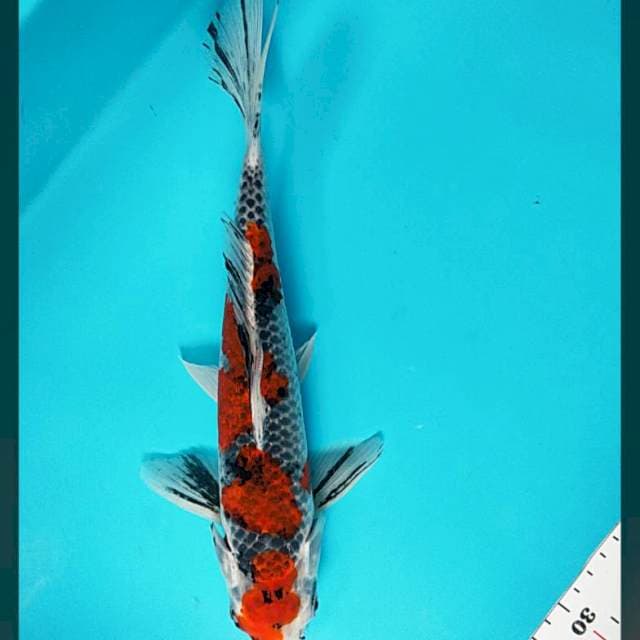 Goshiki strong 30cm male