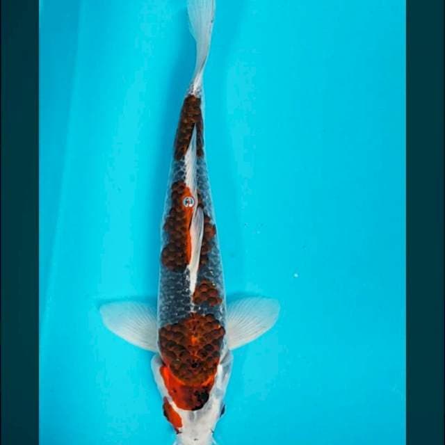 Goshiki jos 33cm male