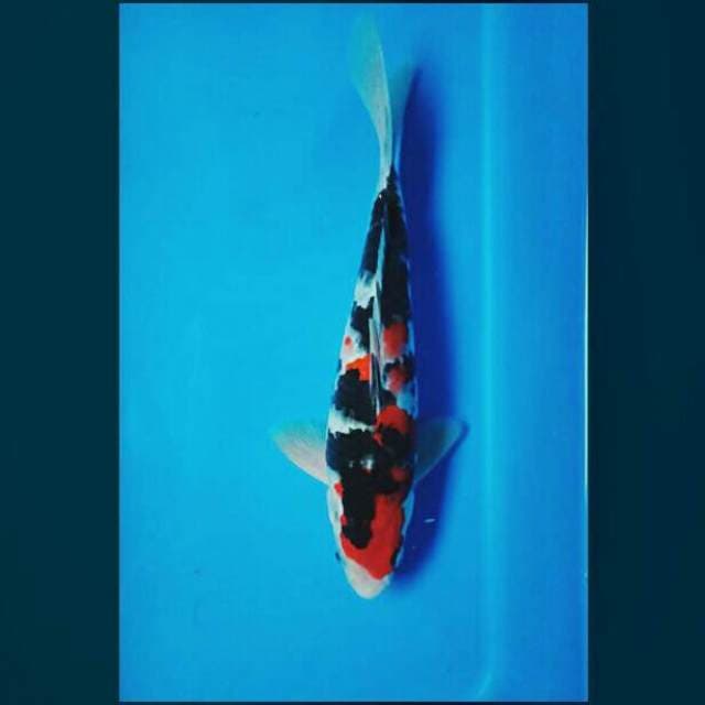 Sanke strong 26cm male
