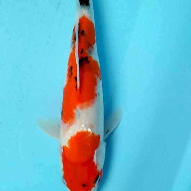 Sanke female 33cm