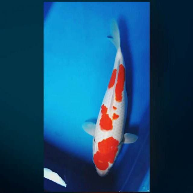 Kohaku 32cm