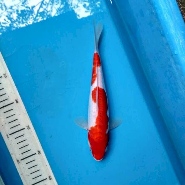 Kohaku doitsu 24cm