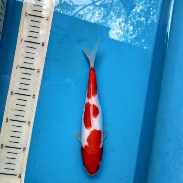 Kohaku doitsu 25cm