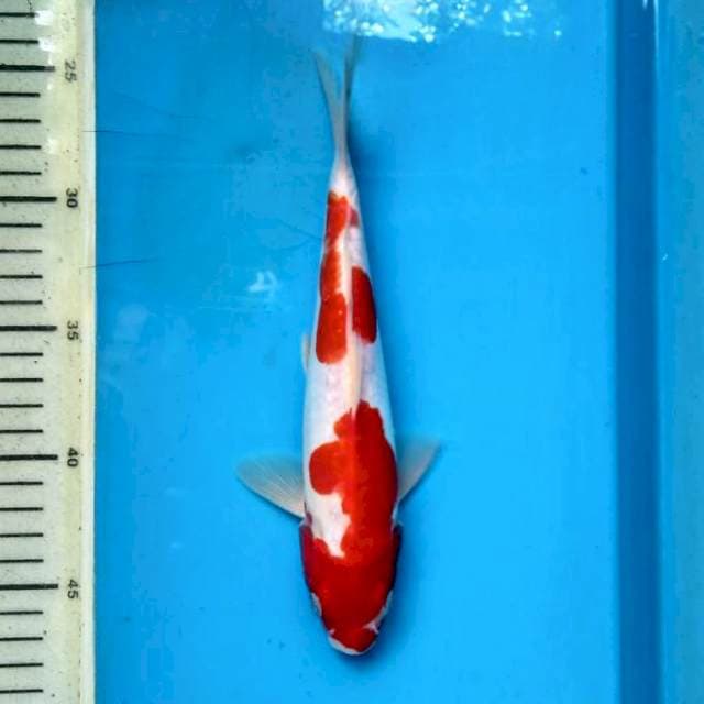 Kohaku doitsu 23cm