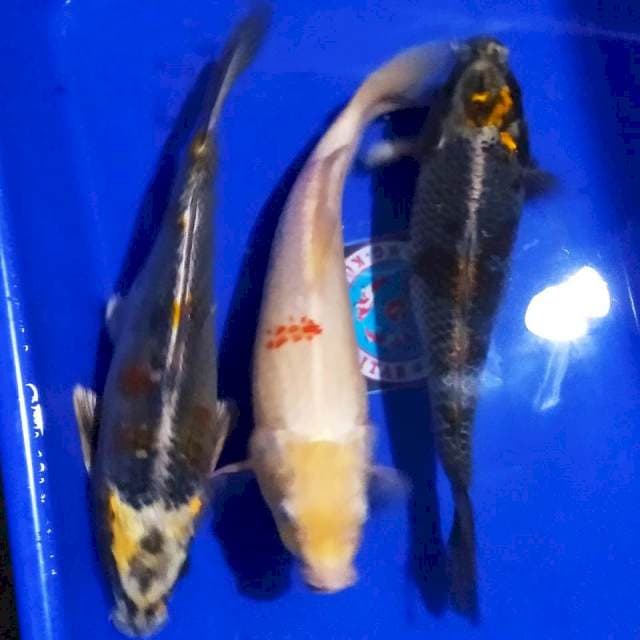 Kohaku Gingga