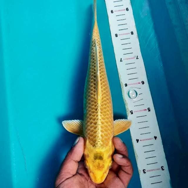 Ogon 32cm