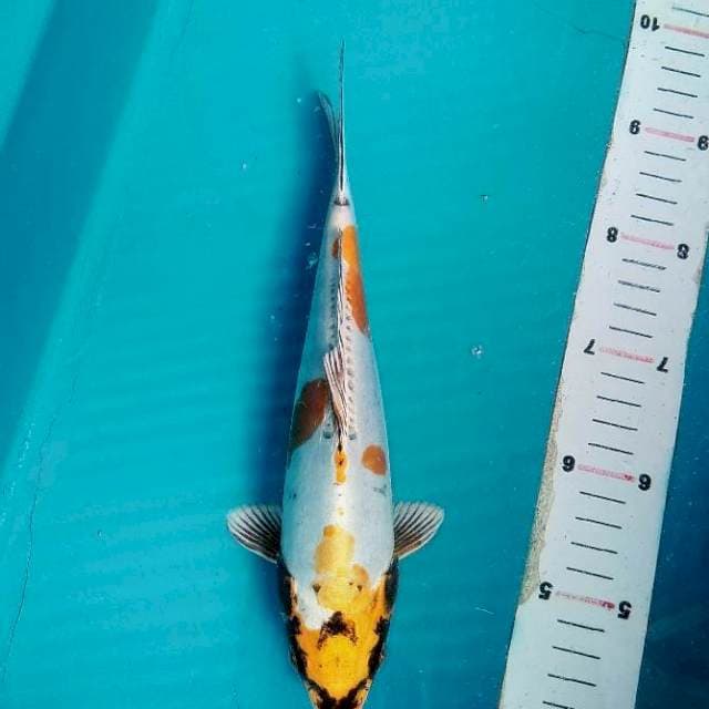 Kiko 26cm