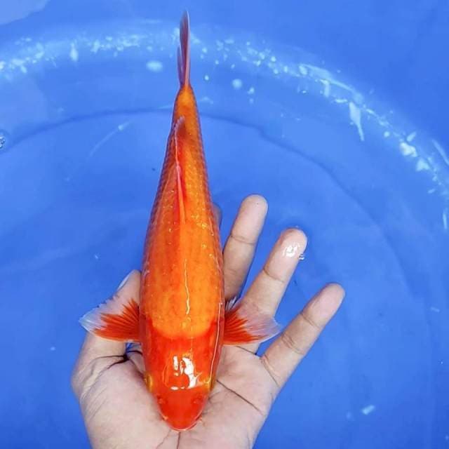 1. Aka Hajiro || 25 cm || Jantan
