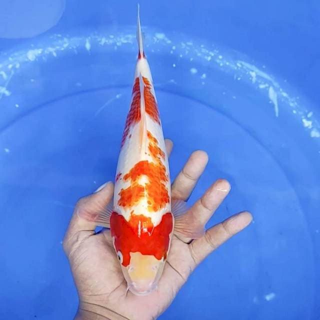 3. Kohaku || 28 cm