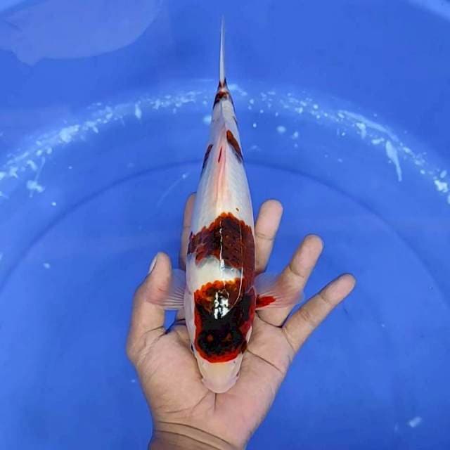 4. Goromo || 28 cm
