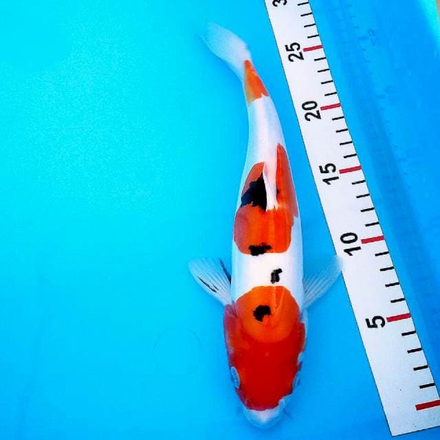 Sanke doit 29cm