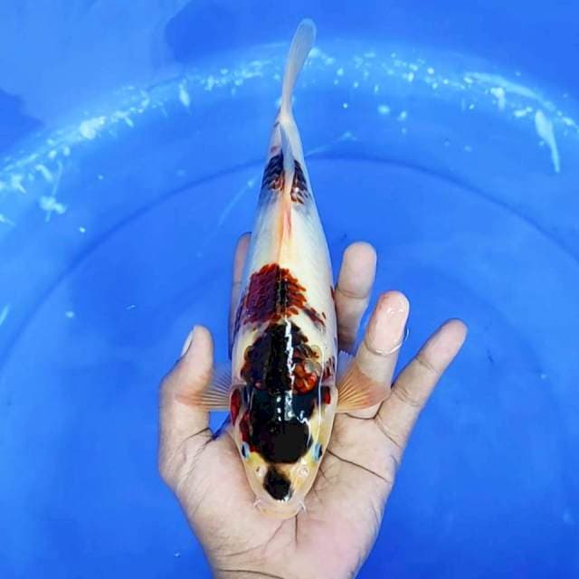 11. Budho Goromo || 25 cm
