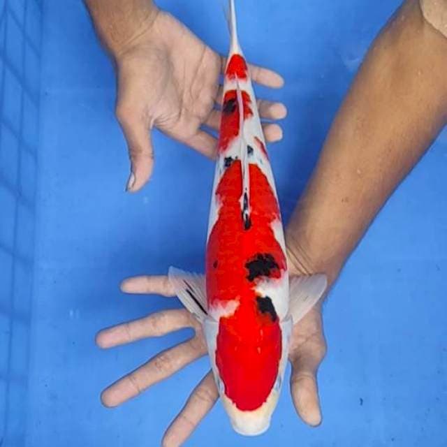 Sanke 37cm