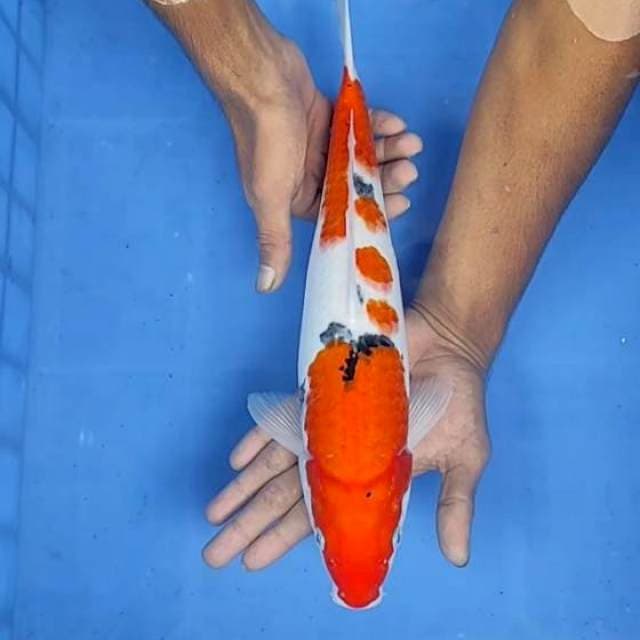 Sanke 37cm