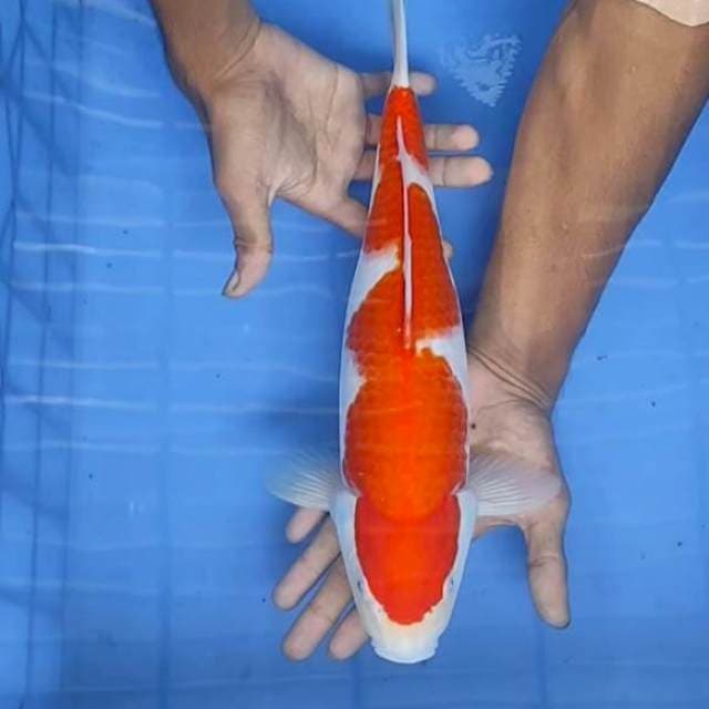 Kohaku Inazuma 37cm