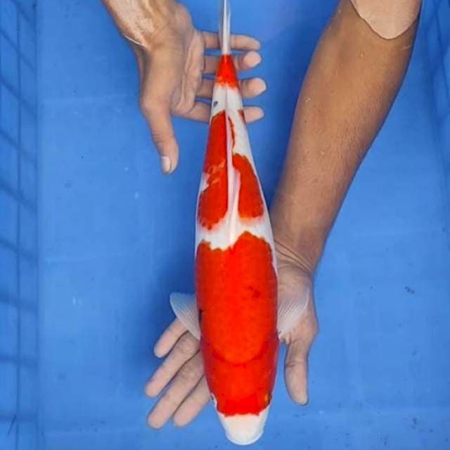 Sanke 39cm