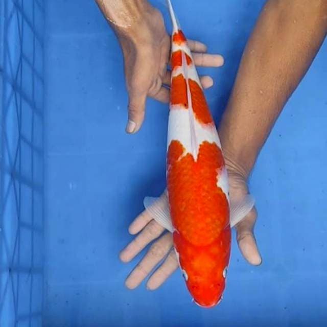Sanke 38cm