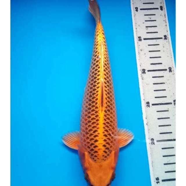 Kin Matsuba 28 cm Male