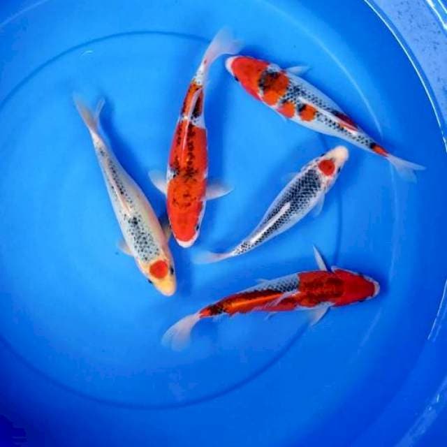 MIX GOSHIKI 20-24 CM