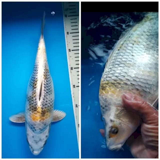 KIN SHOWA GINRIN BERPUNUK 35 Cm
