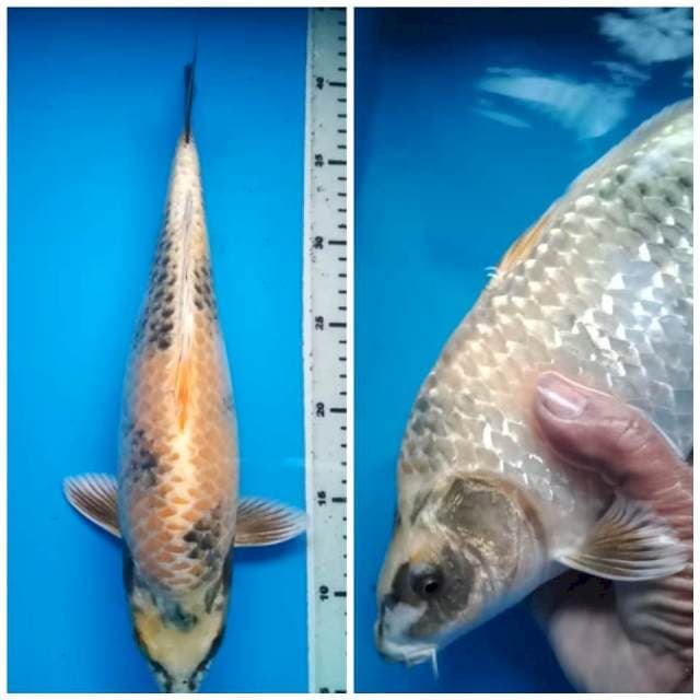 KIIN SHOWA BERPUNUK 35 Cm