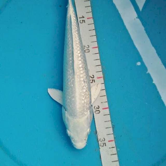 paltinum