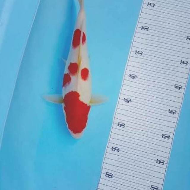 Strong Kohaku