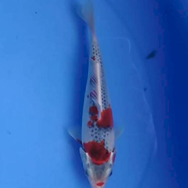 Goshiki 20 cm