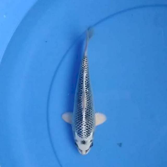 Gin matshuba 22 cm