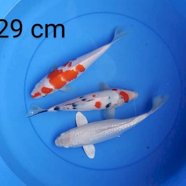 Mix 26-29 cm