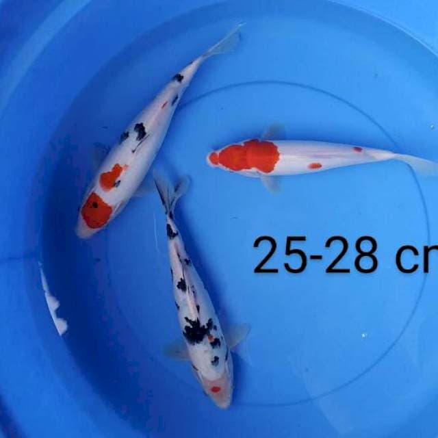 Mix 25-28 cm