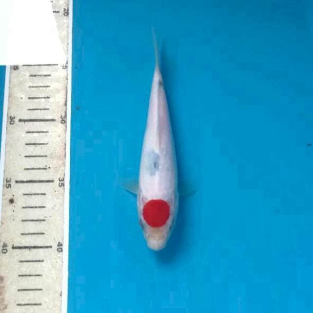 Tanco sanke, 18cm