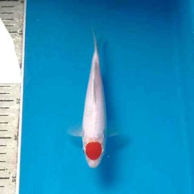 Tanco kohaku, 19cm