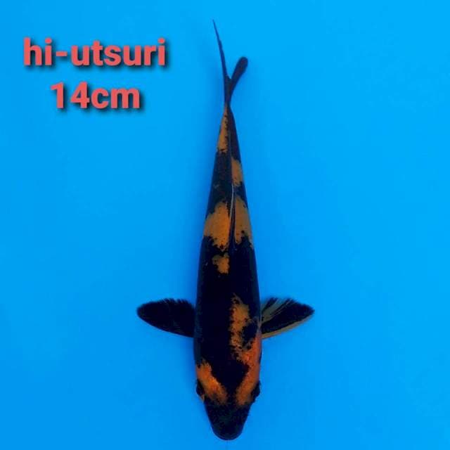 F1 hi-utsuri 14cm